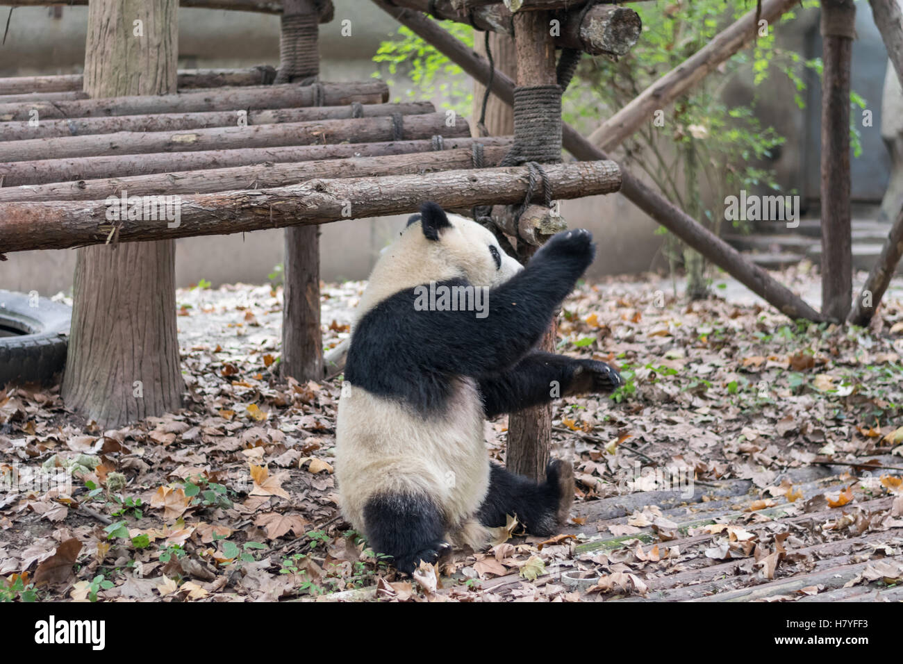 Kung fu pose hi-res stock photography and images - Alamy