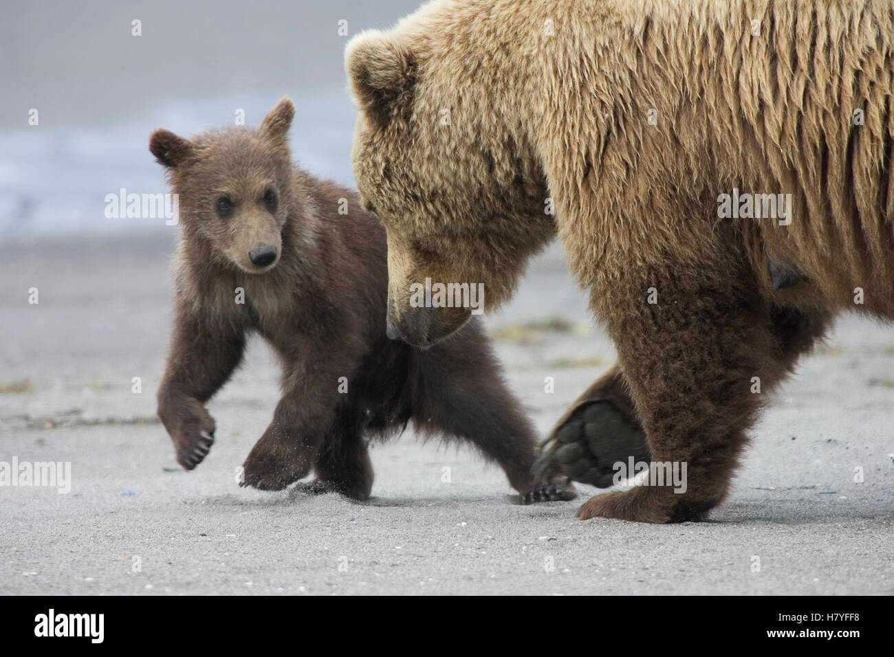 Grizzly Bear (Ursus arctos horribilis) mother and cub playing, Katmai ...
