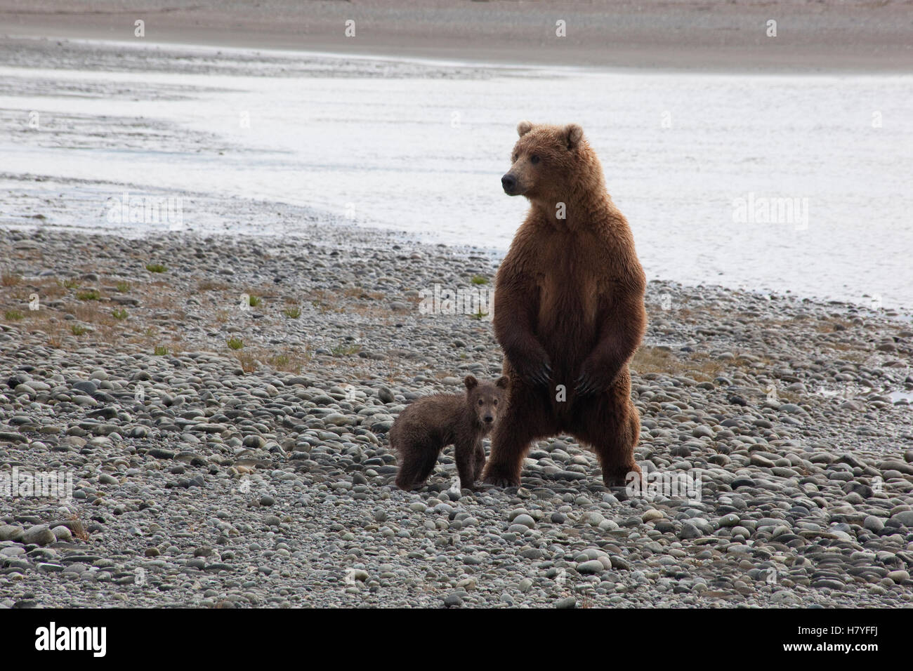 Grizzly Bear (Ursus arctos horribilis) cub with mother looking out for ...