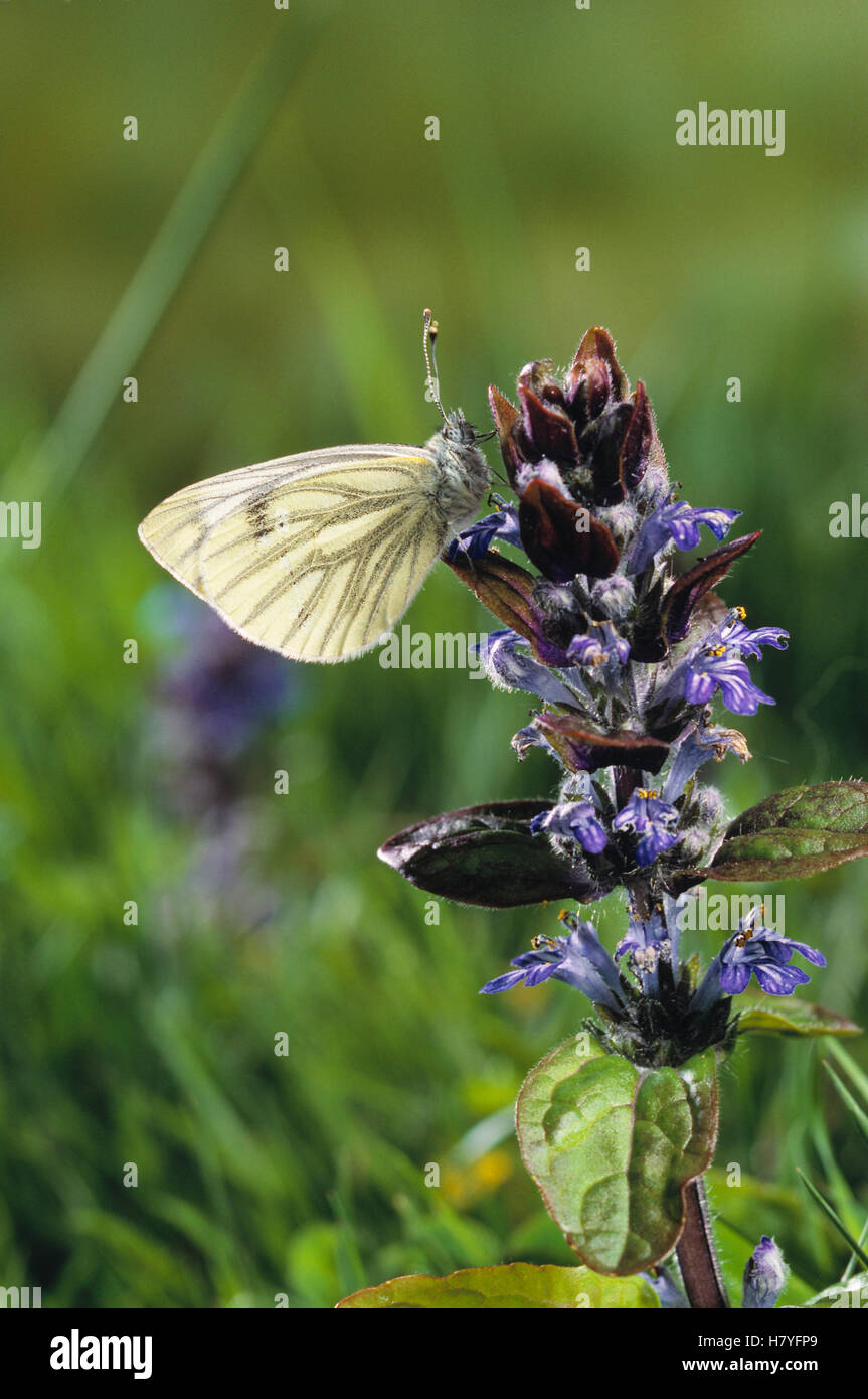 Green-veined White (Pieris napi) butterfly Stock Photo
