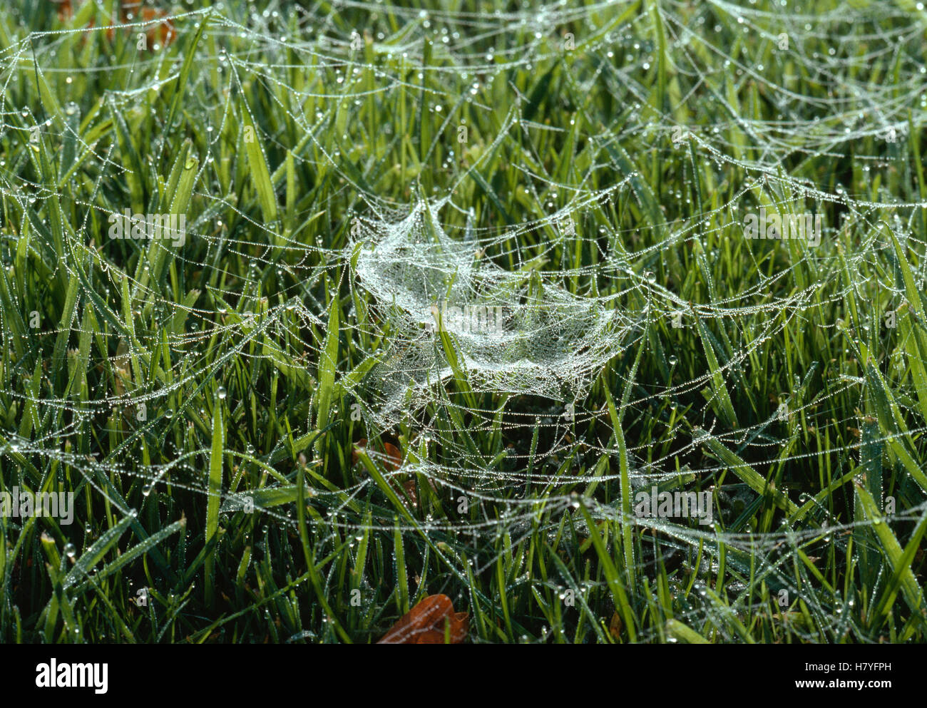 Money Spider (Linyphiidae) webs in grass Stock Photo - Alamy
