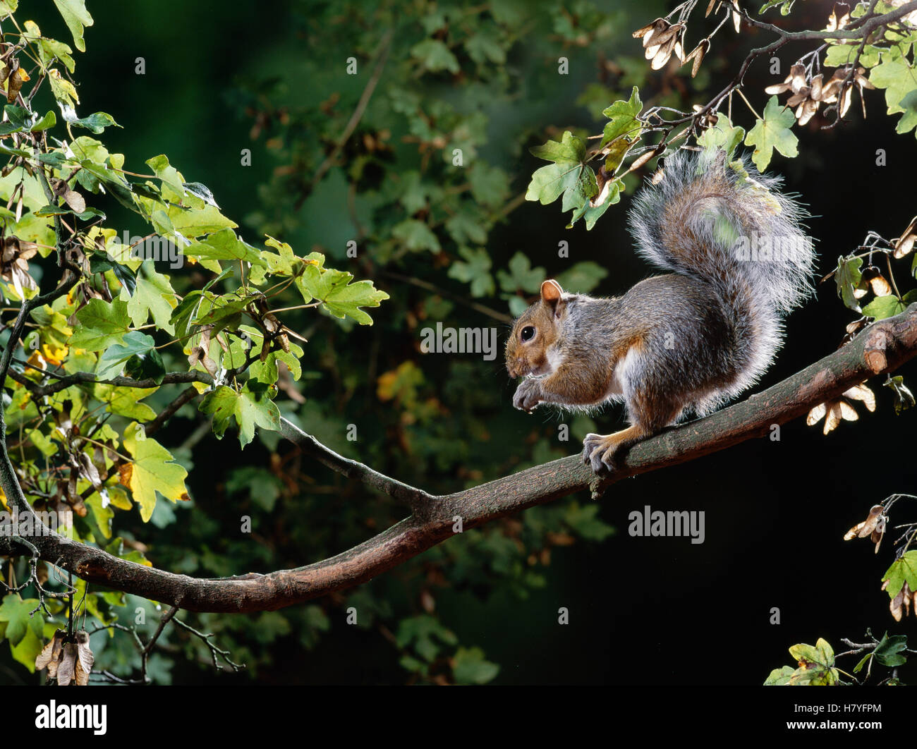 Eastern Gray Squirrel (Sciurus carolinensis) eating nut Stock Photo Alamy