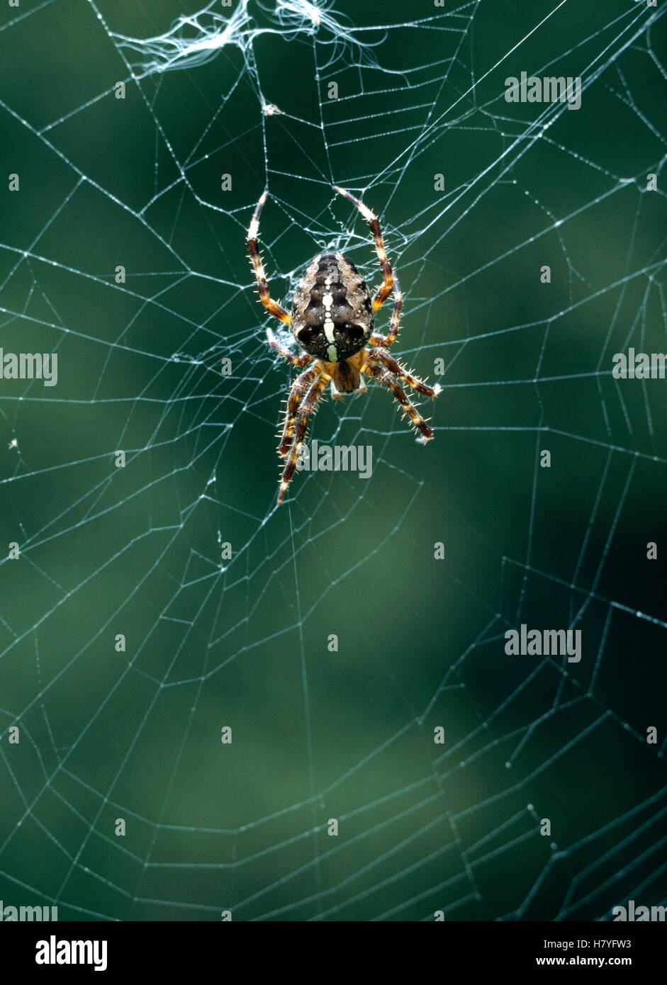Garden Spider (Araneus diadematus) on web Stock Photo Alamy