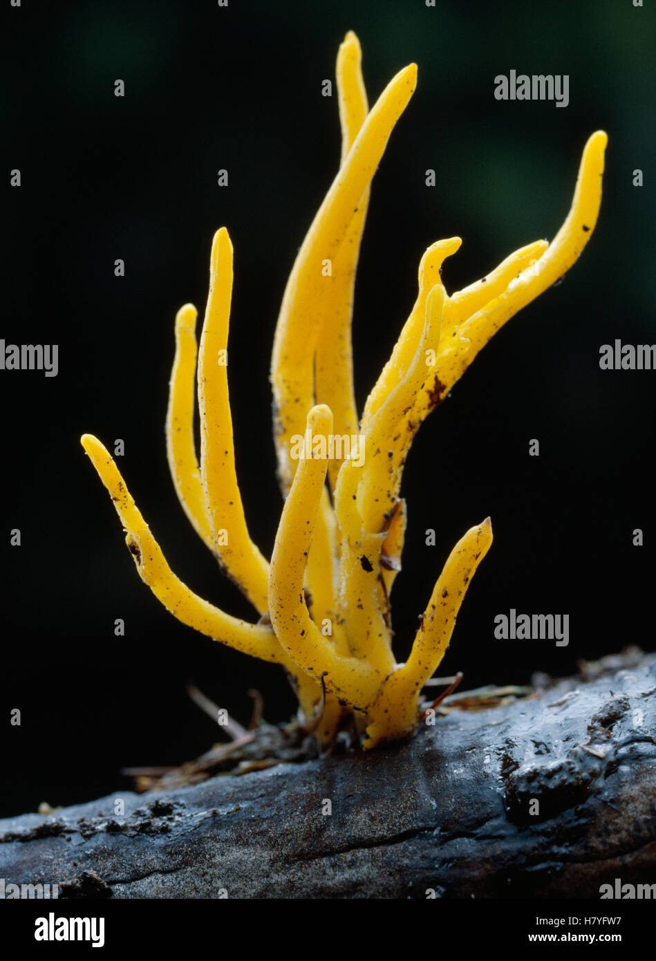 Yellow Staghorn Fungus (Calocera viscosa) Stock Photo