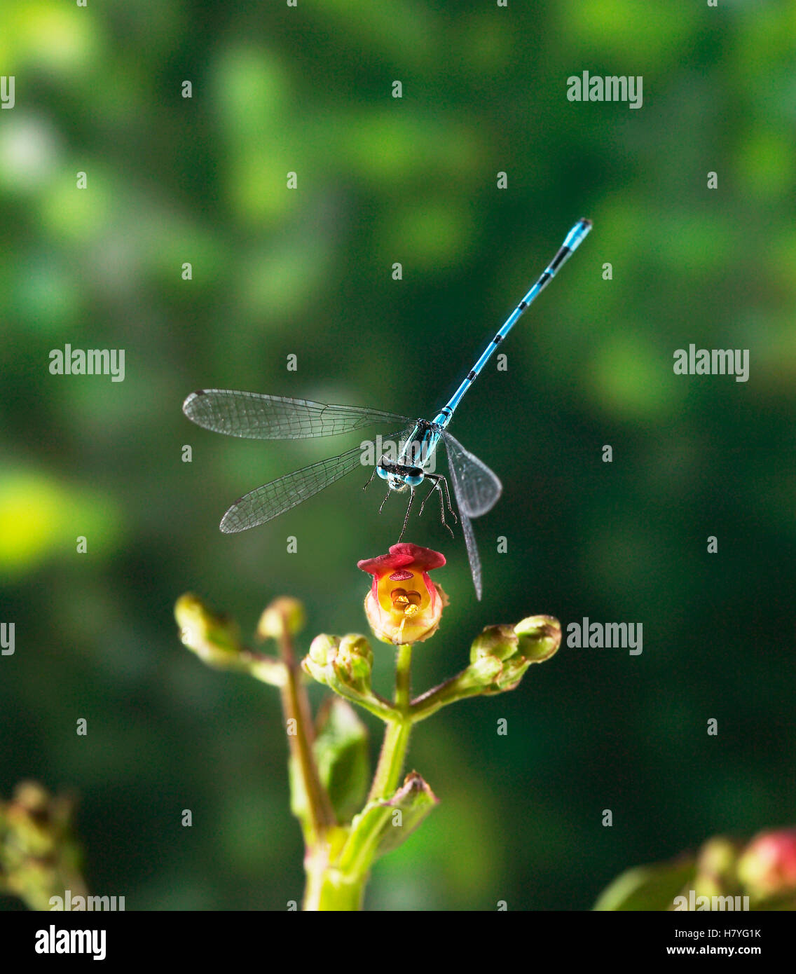 Azure Damselfly (Coenagrion puella) taking off, England Stock Photo - Alamy