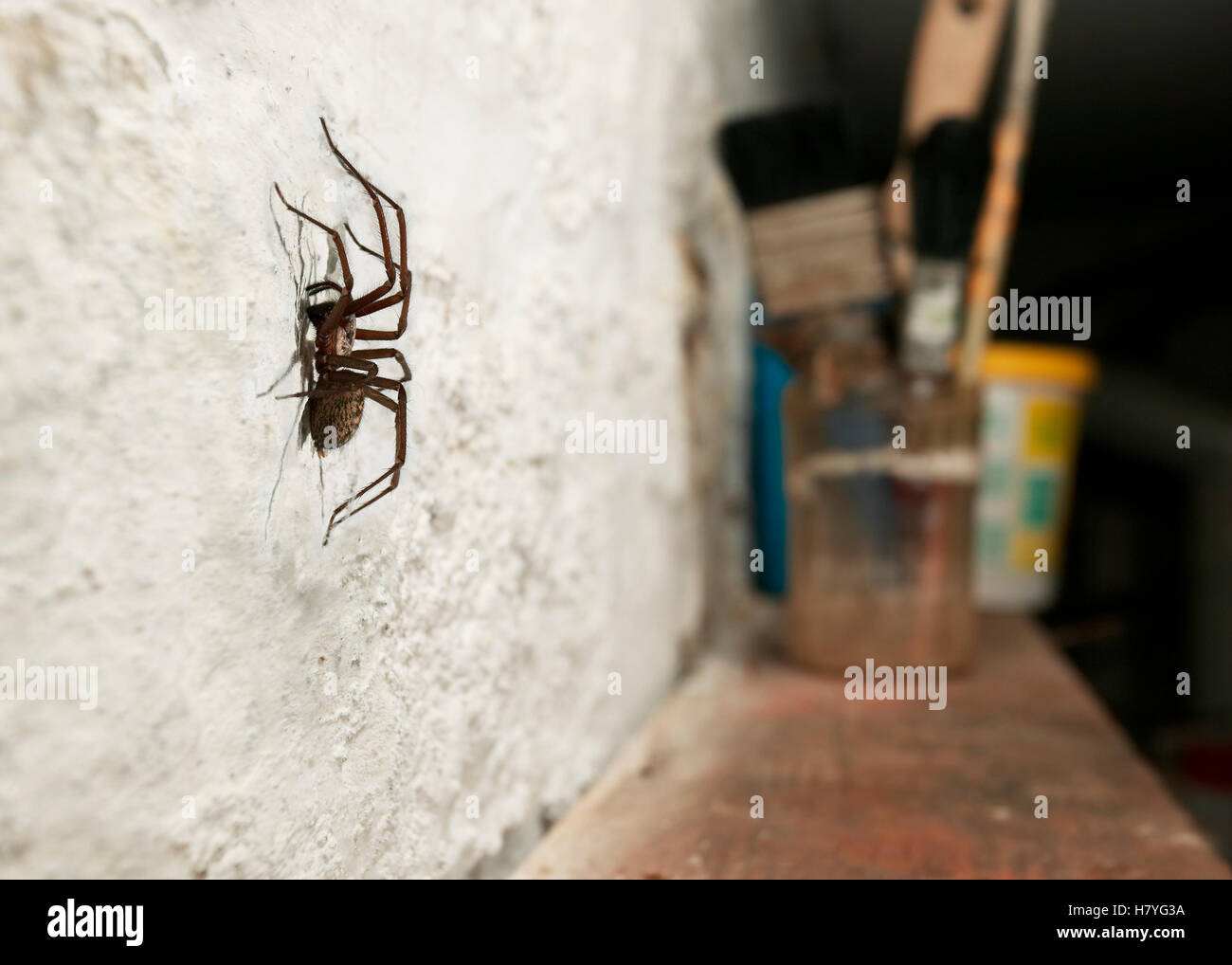 Lesser House Spider (Tegenaria domestica) on wall, Sussex, England ...