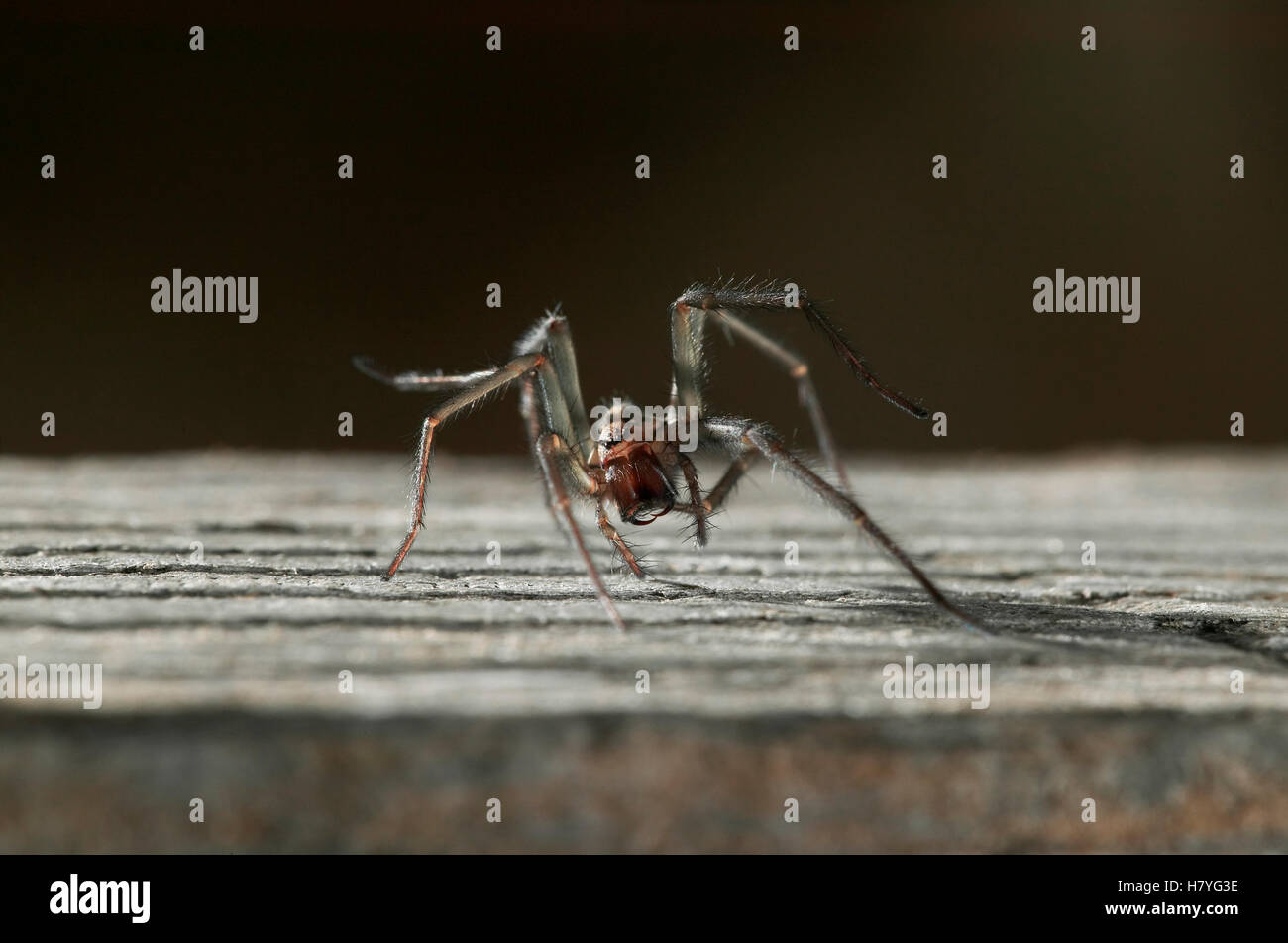 Lesser House Spider (Tegenaria domestica), England Stock Photo - Alamy