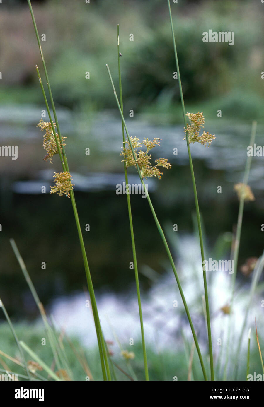 Soft Rush Juncus Effusus Flowering Stock Photo Alamy
