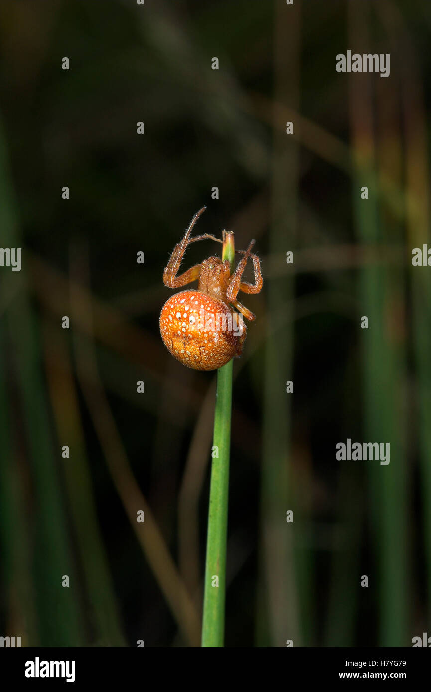 Orb-weaver Spider (Araneus Alsine), Sussex, England Stock Photo - Alamy