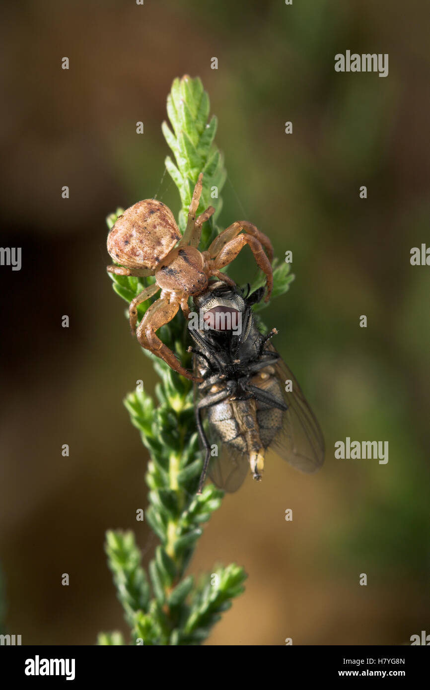 Crab Spider (Thomisidae) with prey, England Stock Photo Alamy