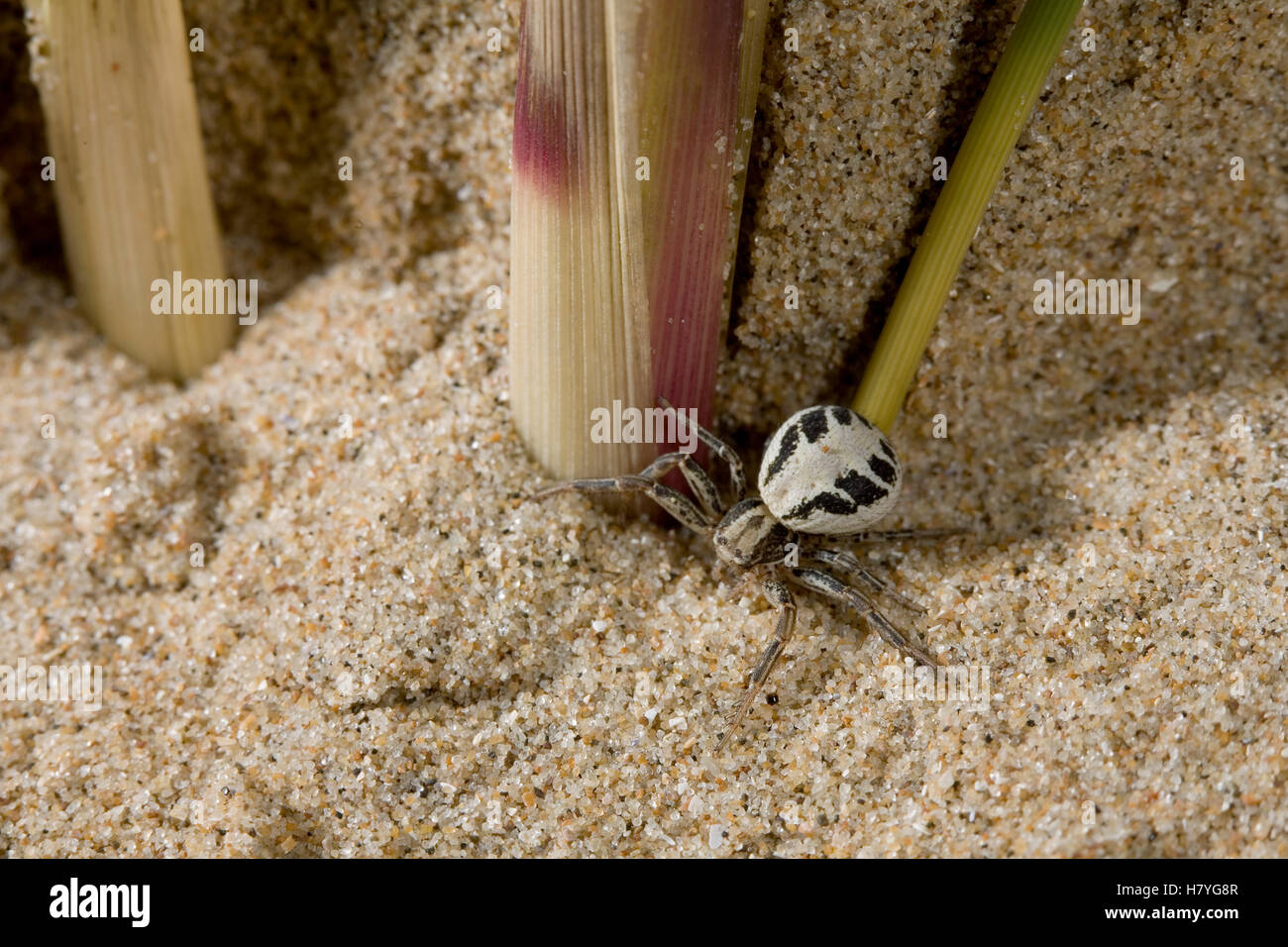 Crab Spider (Xysticus cristatus), England Stock Photo Alamy