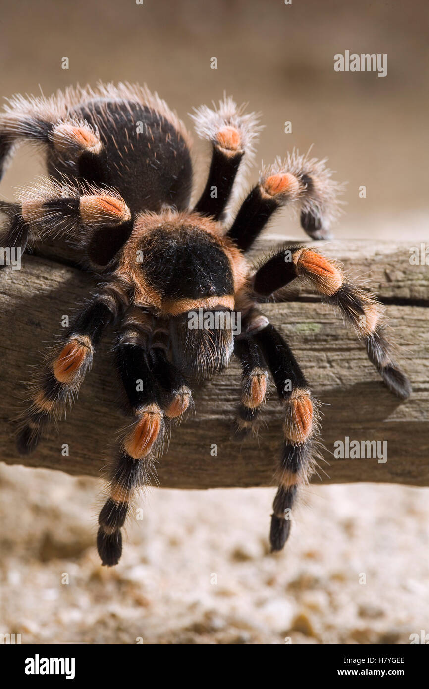 Mexican Redknee Tarantula (Brachypelma smithi Stock Photo Alamy