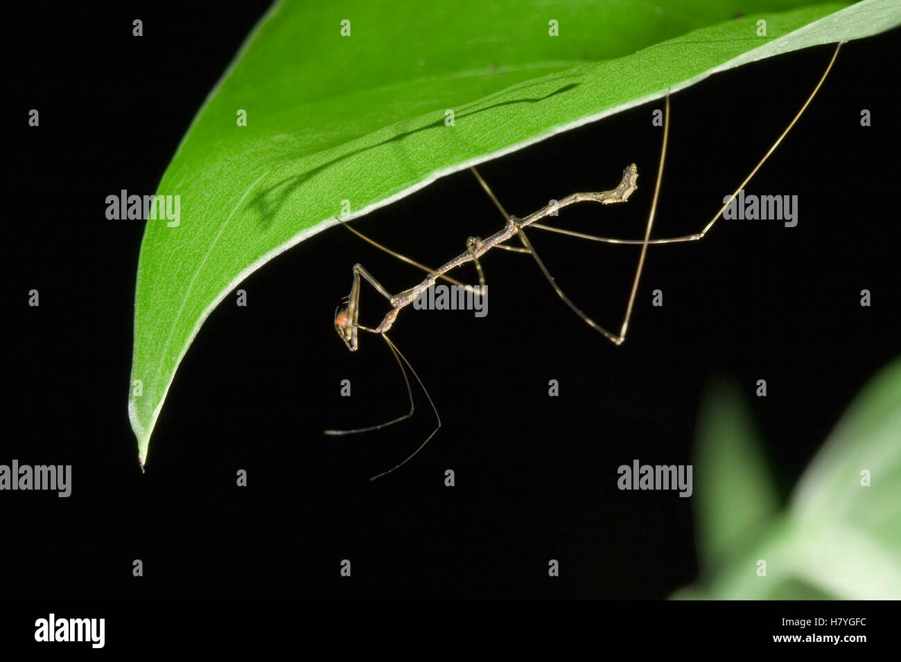 Stick Insect with prey Stock Photo Alamy