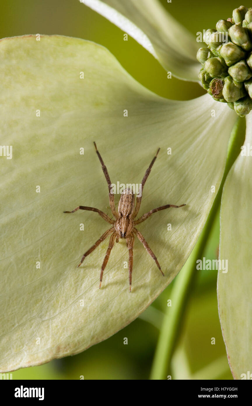 Ghost Spider (Zora spinimana Stock Photo Alamy
