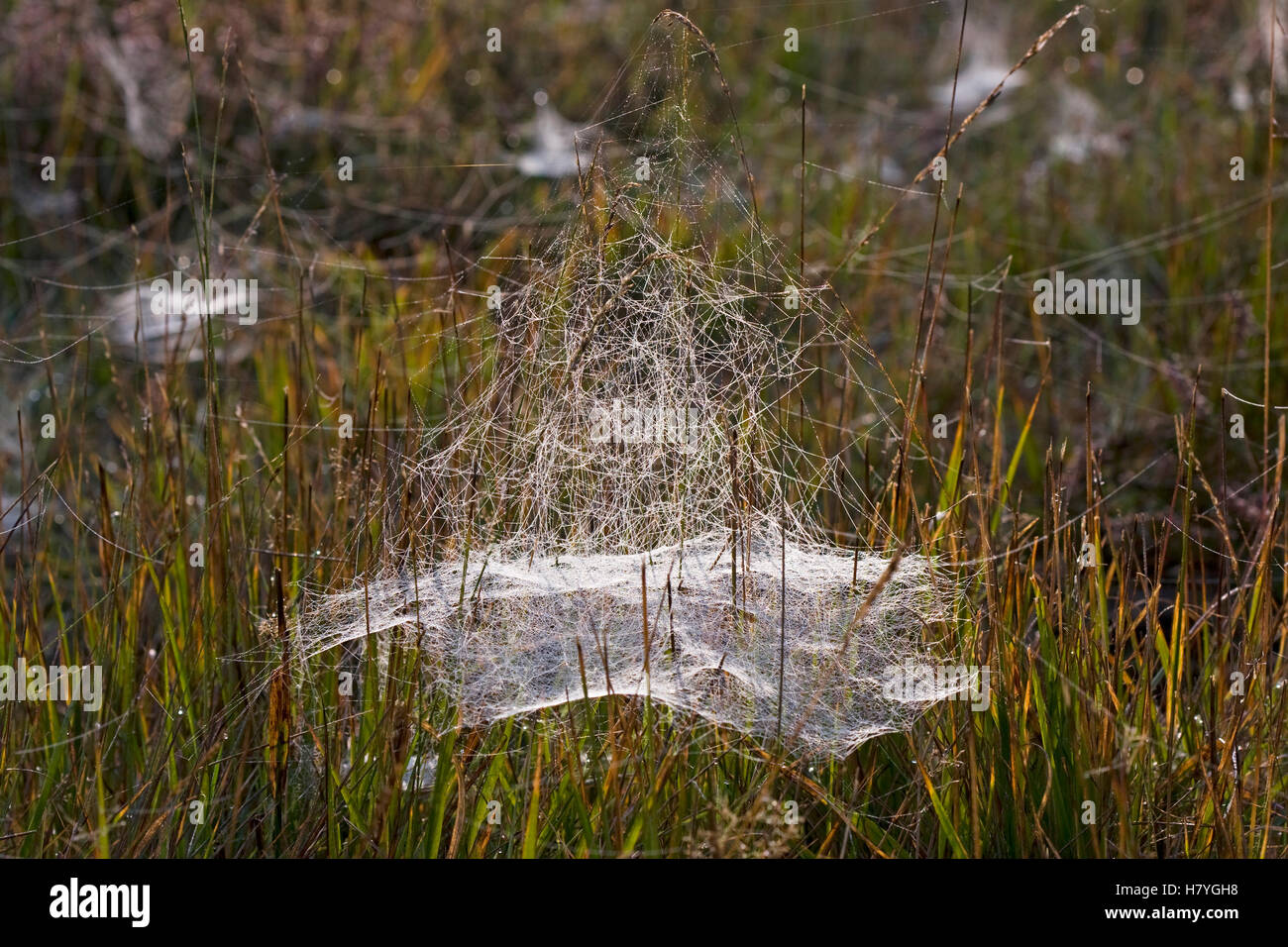 Money Spider (Linyphiidae) web Stock Photo - Alamy