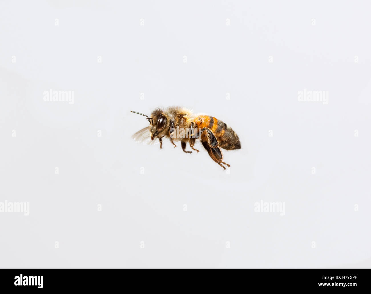 Honey Bee (Apis mellifera) flying Stock Photo - Alamy