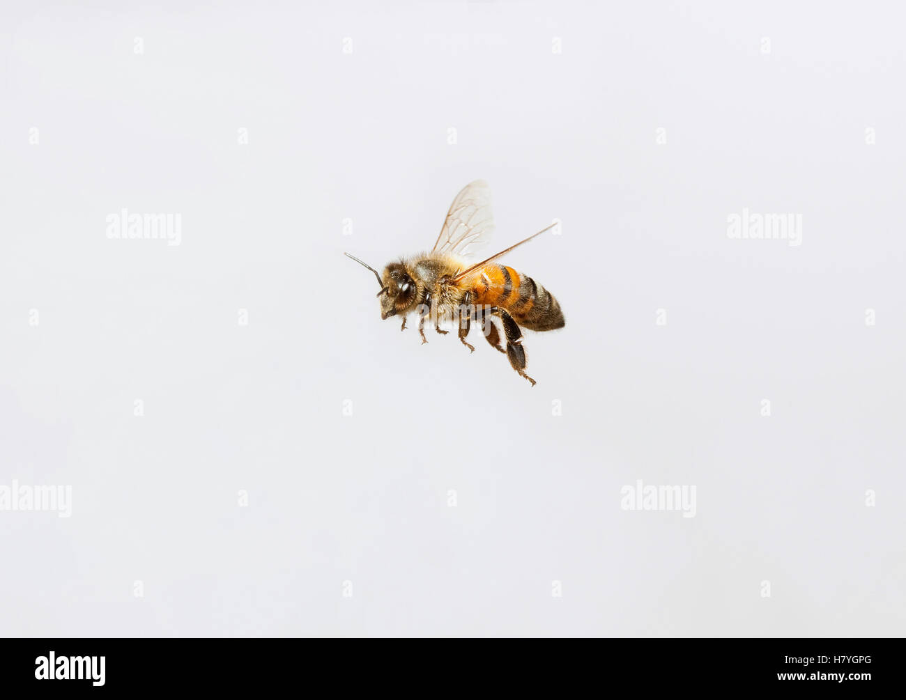 Honey Bee (Apis mellifera) flying Stock Photo - Alamy