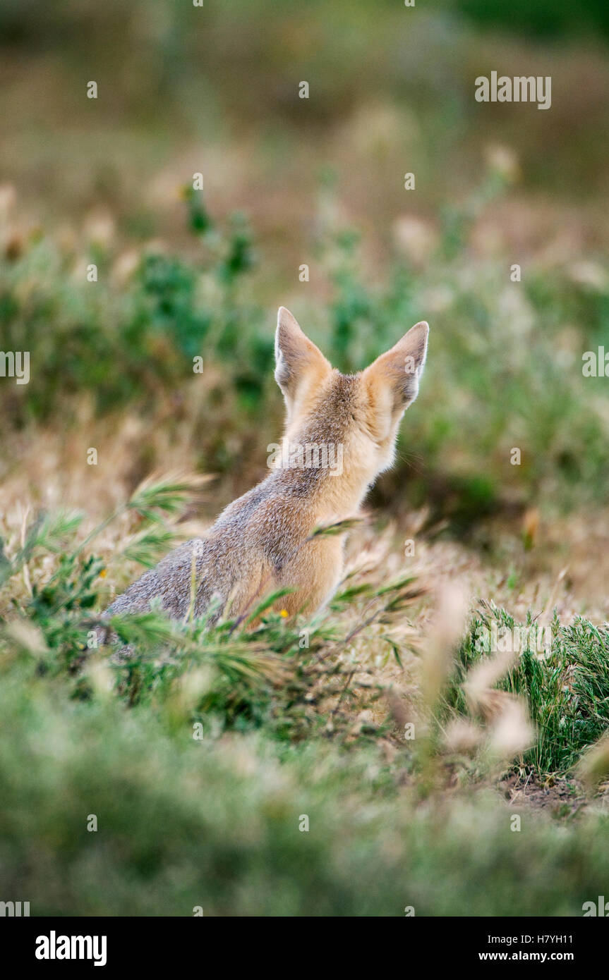 San Joaquin Kit Fox (Vulpes macrotis mutica), Carrizo Plain National