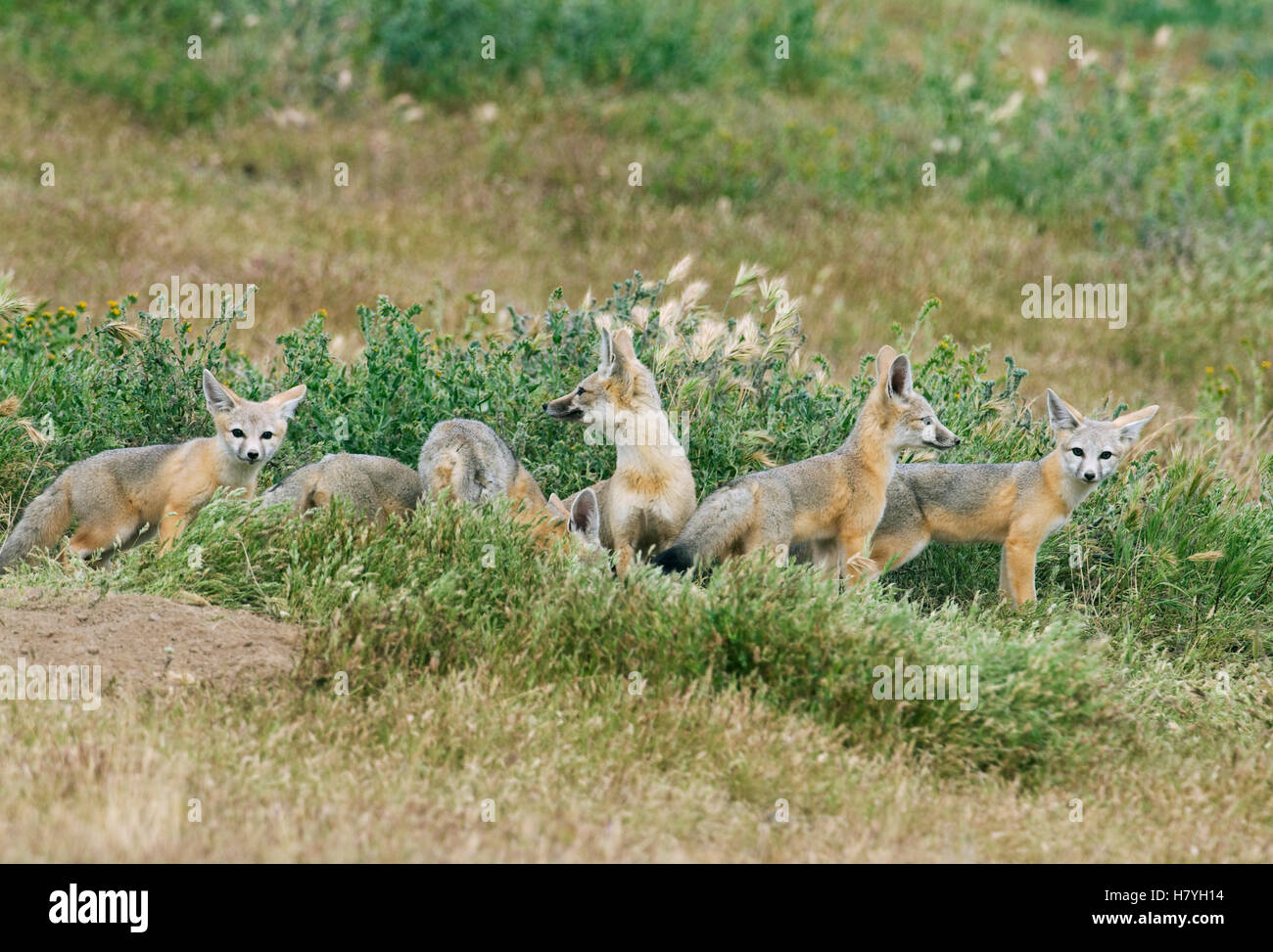 San Joaquin Kit Fox (Vulpes macrotis mutica) kits, Carrizo Plain