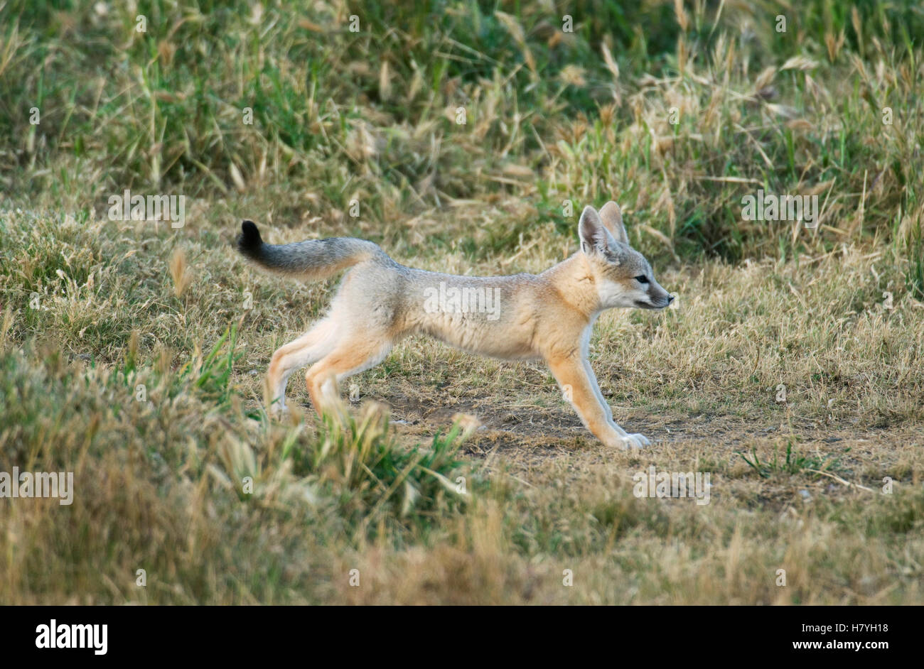 San Joaquin Kit Fox (Vulpes macrotis mutica) kit stretching, Carrizo