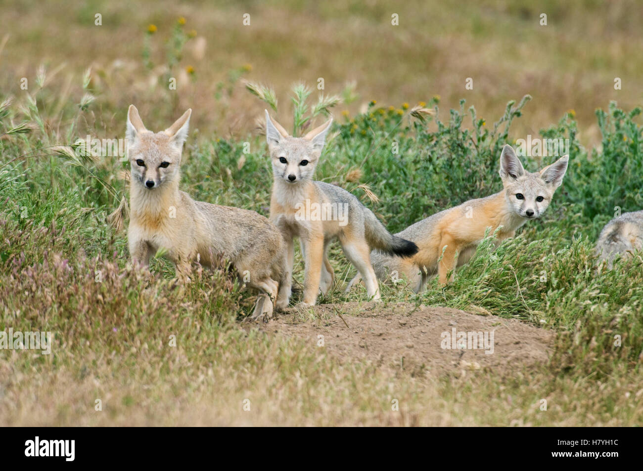 San Joaquin Kit Fox (Vulpes macrotis mutica) kits near burrow entrance