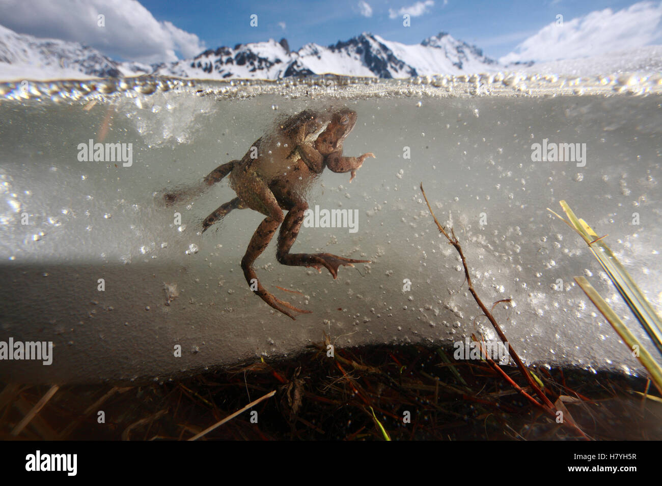 Common Frog (Rana temporaria) pair in amplexus in partially frozen pond