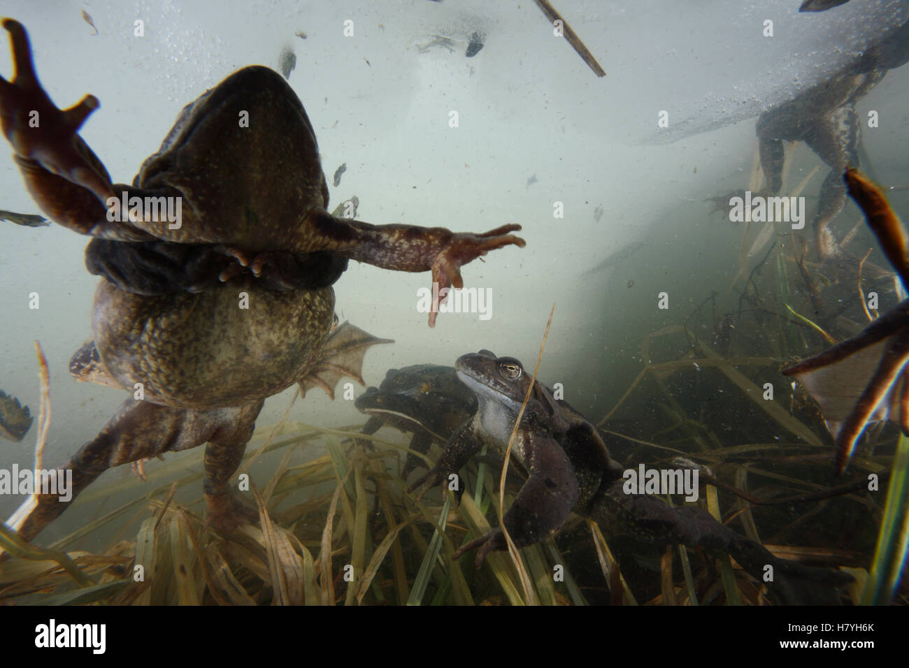 Common Frog (Rana temporaria) group in frozen pond at around 2000