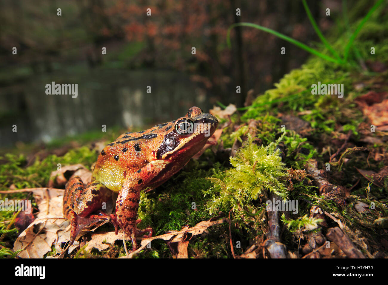 Common Frog (Rana temporaria) near pond, Burgundy, France Stock Photo
