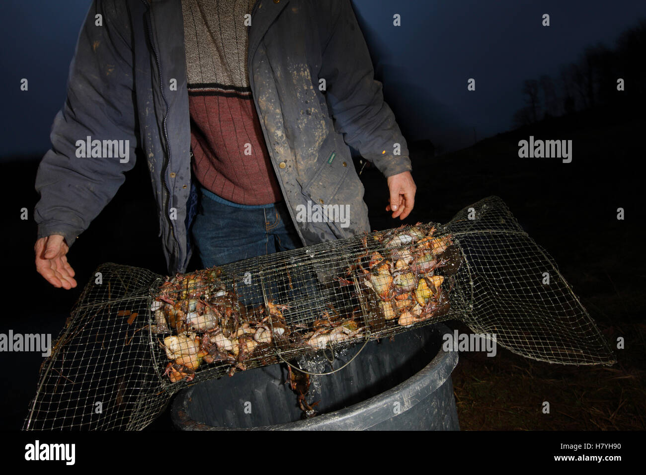 Cage Rana Common Frog (Rana temporaria) group in cage harvested for food, Jura ...