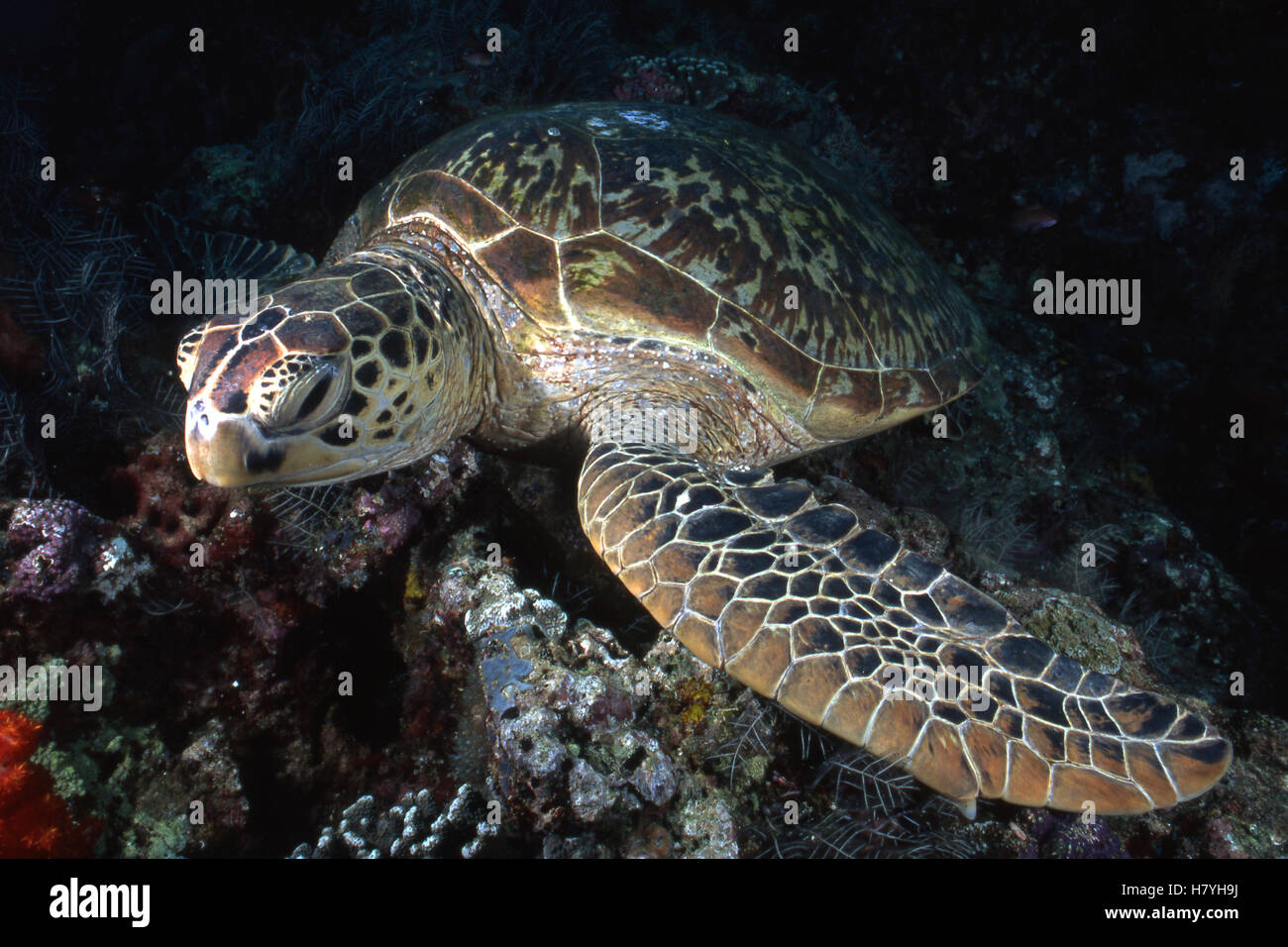 Green Sea Turtle (Chelonia mydas) sleeping underwater, Borneo, Malaysia ...