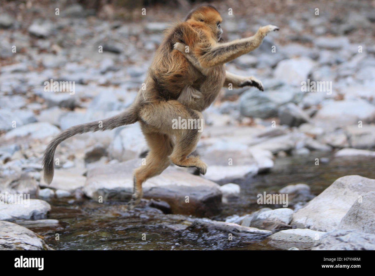 Golden Snub-nosed Monkey (Rhinopithecus roxellana) female jumping ...