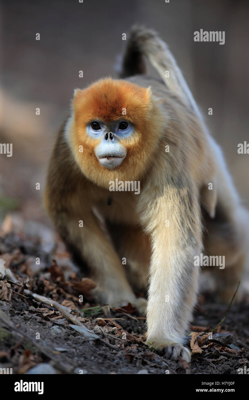 Golden Snub-nosed Monkey (Rhinopithecus roxellana) female, Qinling ...
