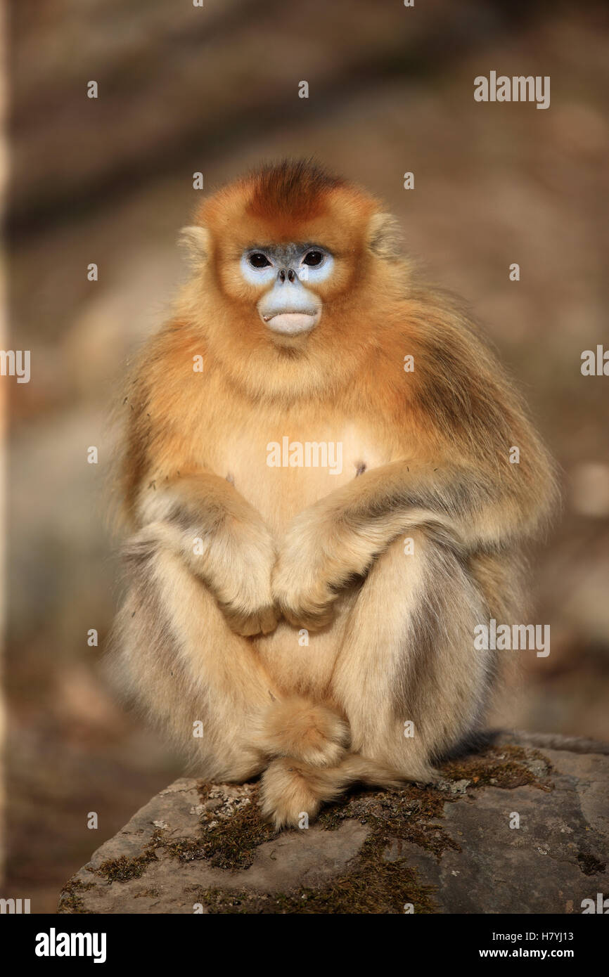 golden-snub-nosed-monkey-rhinopithecus-roxellana-female-qinling