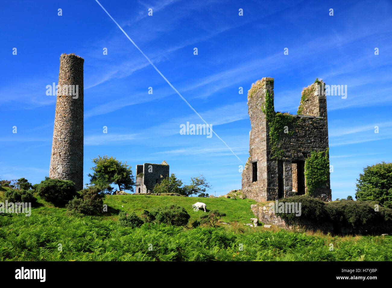 Sheep graze by the ruins of mine buildings at Caradon Hill, near Minions, Cornwall. Stock Photo