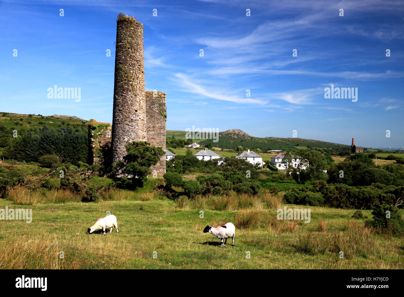 Sheep graze by the ruins of mine buildings at Caradon Hill, near Minions, Cornwall. Stock Photo