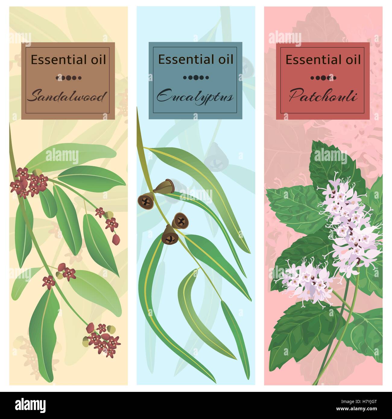 Essential oil set collection. Sandalwood, eucalyptus, patchouli banner set. Vector illustration EPS 10. Stock Vector