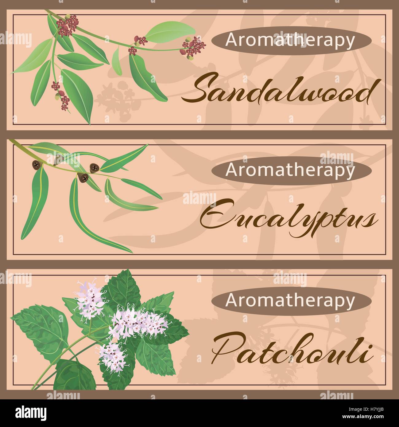 Aromatherapy set collection. Sandalwood, eucalyptus, patchouli banner set. Vector illustration EPS 10. Stock Vector