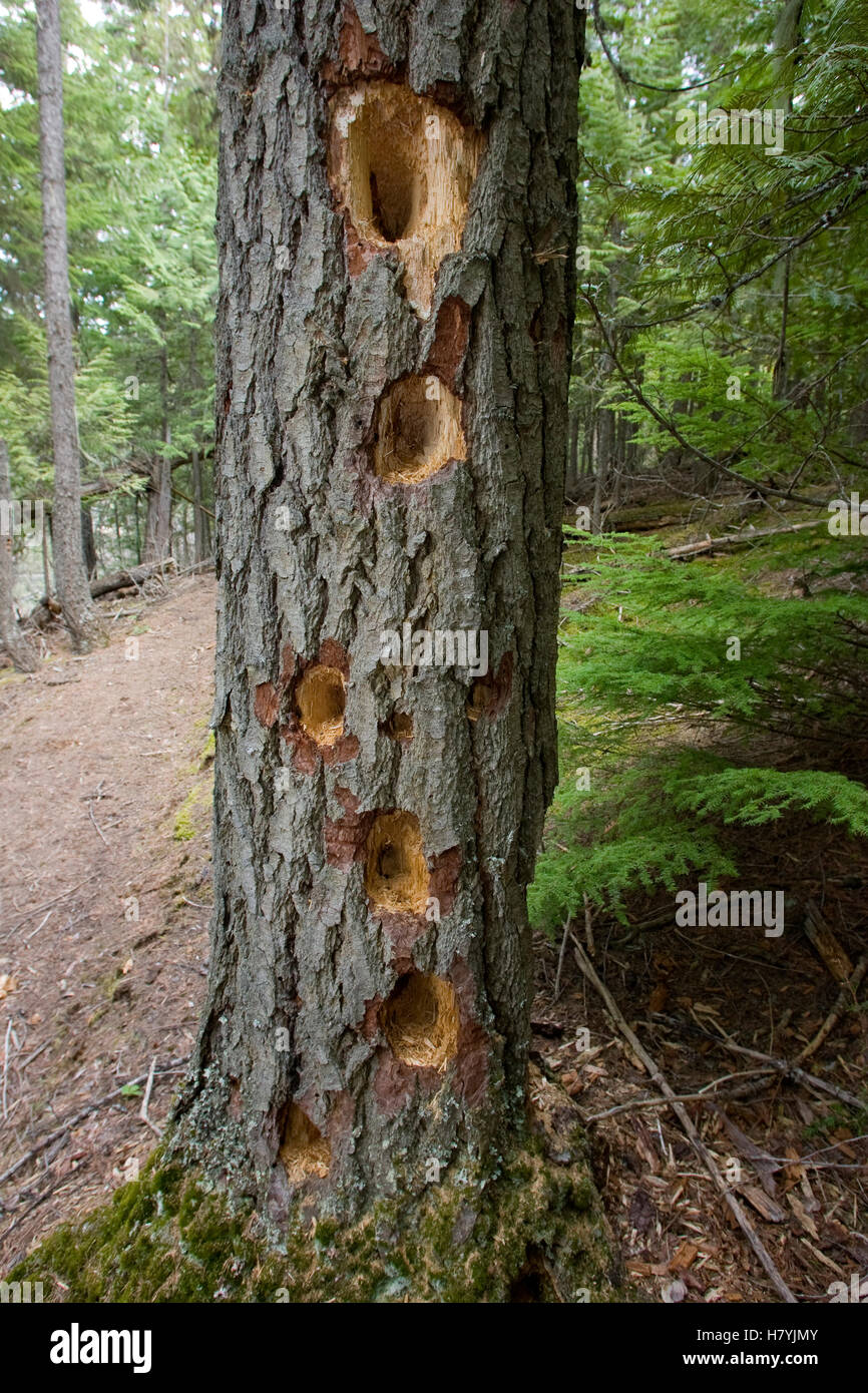 Pileated Woodpecker (Dryocopus pileatus) feeding holes in Hemlock