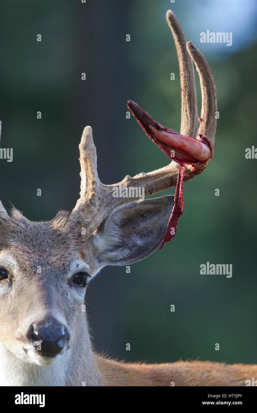 White-tailed Deer (Odocoileus virginianus) buck shedding velvet on ...