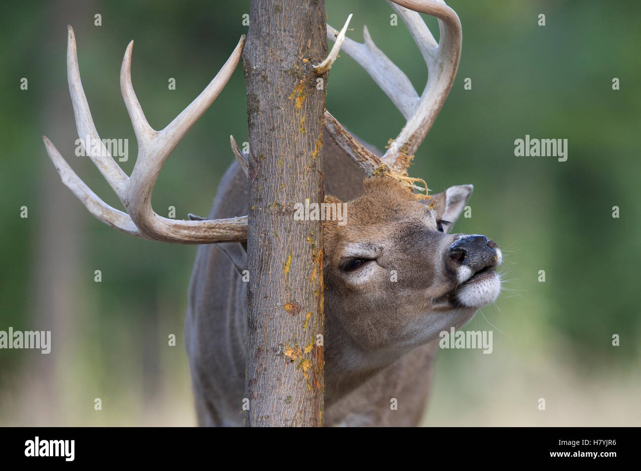 Whitetailed Deer (Odocoileus virginianus) buck scentmarking tree