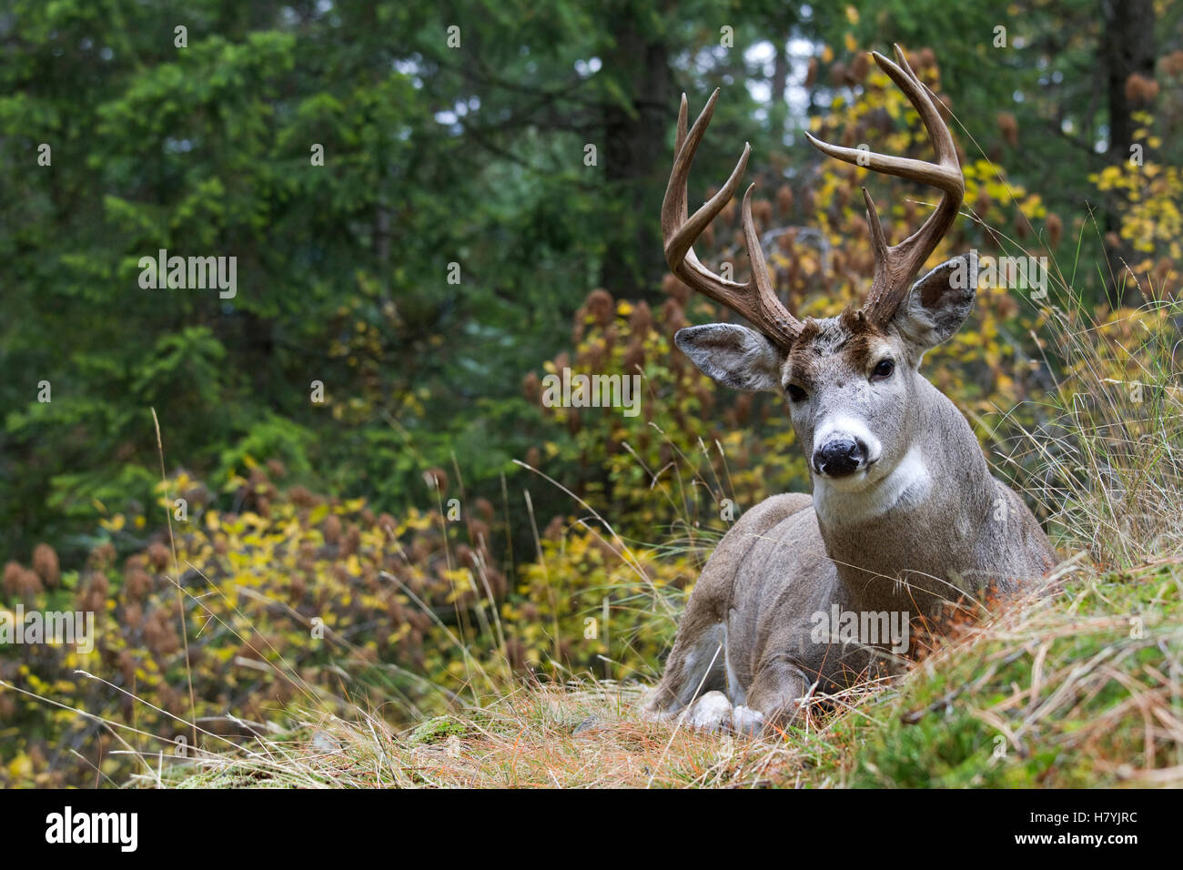 Whitetailed Deer (Odocoileus virginianus) buck, western Montana Stock