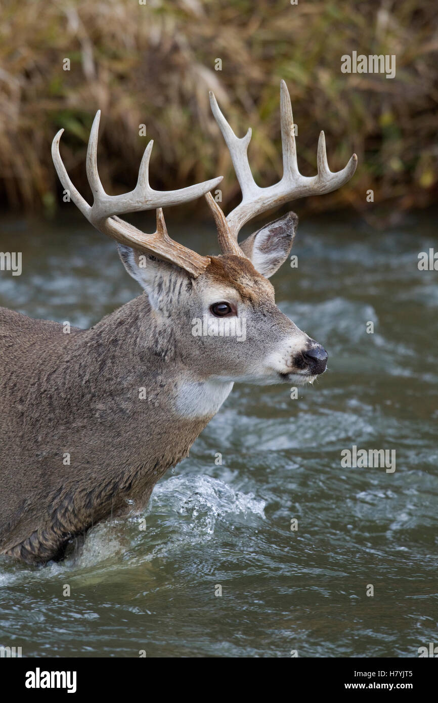 Whitetailed Deer (Odocoileus virginianus) buck crossing river, western Montana Stock Photo Alamy