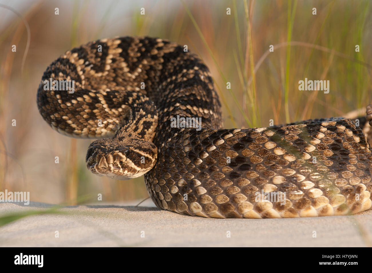 Eastern Diamondback Rattlesnake (Crotalus adamanteus) in defensive