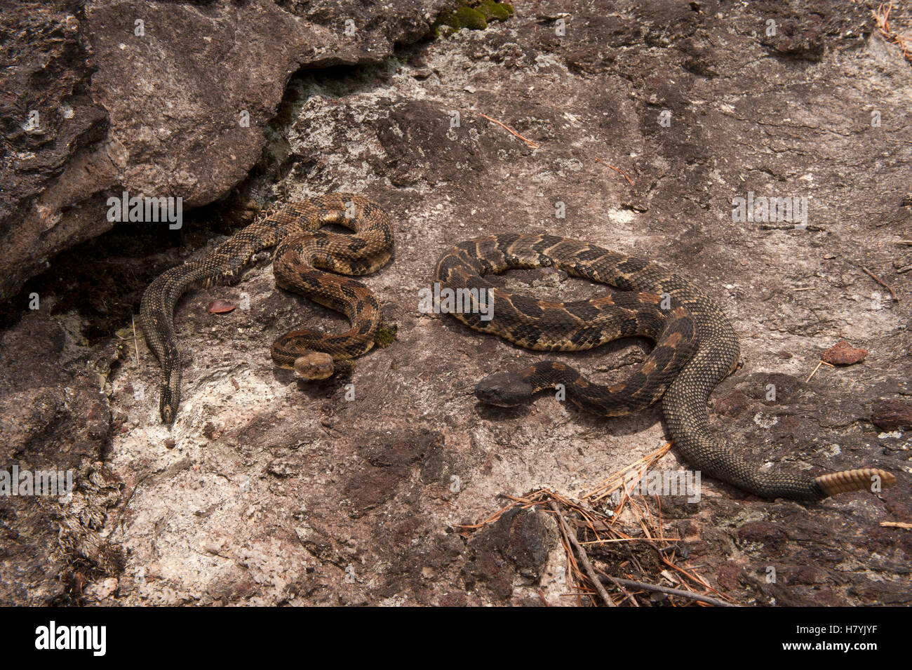 Timber Rattlesnake (Crotalus horridus) black and yellow morphs near ...