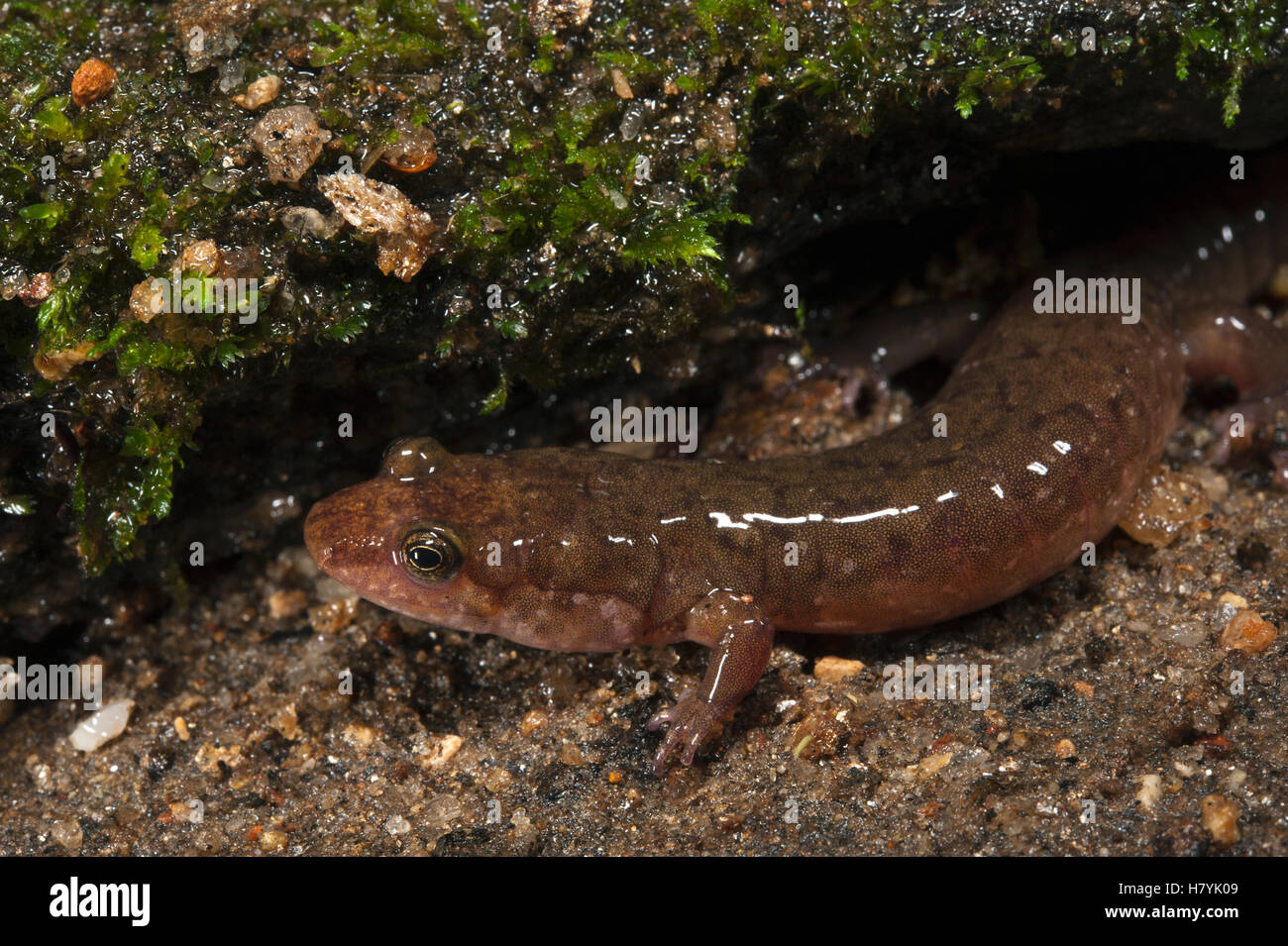 Seal Salamander (Desmognathus monticola), native to the southeastern ...