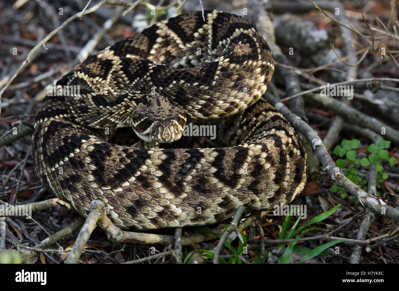 Eastern Diamondback Rattlesnake (Crotalus Adamanteus) In Defensive ...