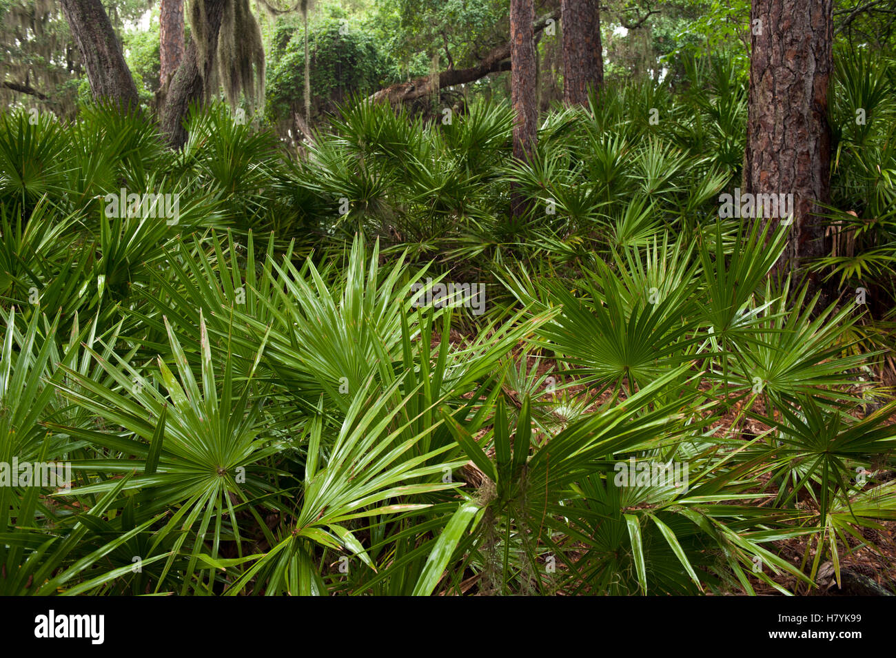 Cabbage Palm (Sabal palmetto) forest, Little St. Simon's Island, Georgia Stock Photo