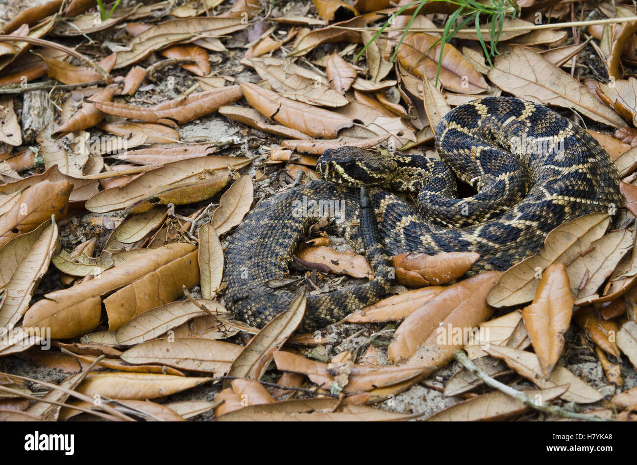Eastern Diamondback Rattlesnake (Crotalus adamanteus) in leaf litter