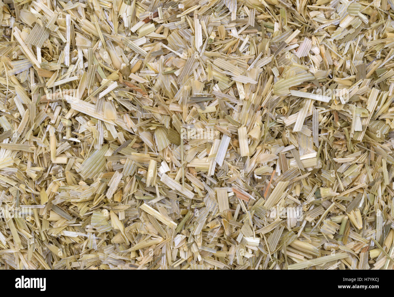 A very close view of dried and shredded oatstraw herb. Stock Photo
