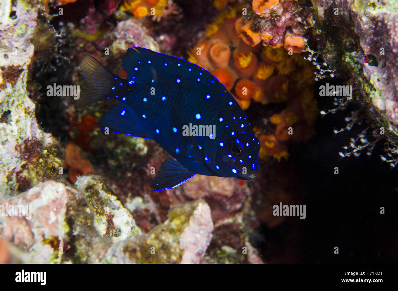 Yellowtail Damselfish (Microspathodon chrysurus) juvenile, Bonaire